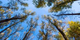 Circular economy forest